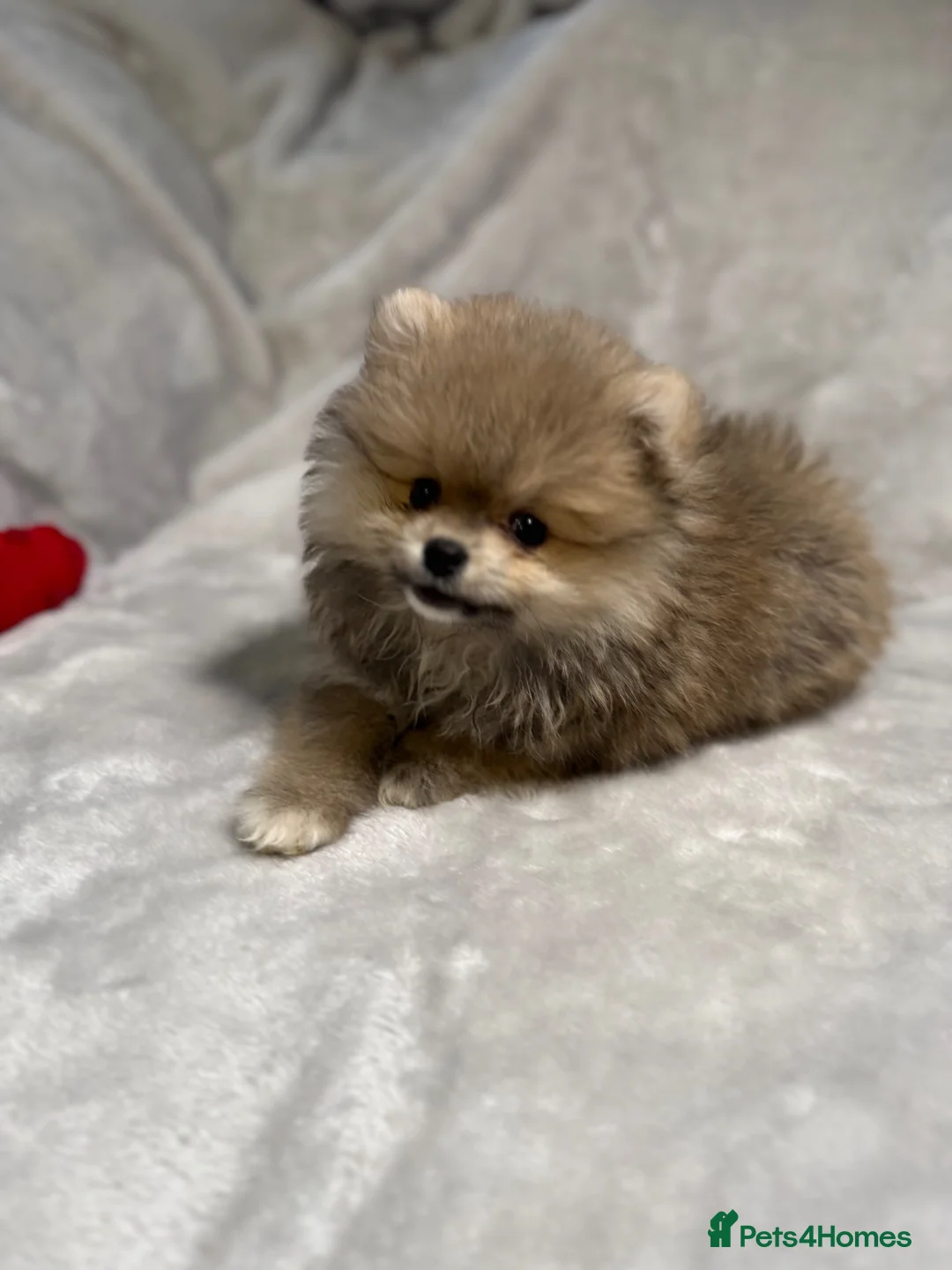 Pomeranian dogs for sale: 🐾 Gorgeous🐾 Teddy Bear Faced Pomeranian Boy 🐾 - Advert 2