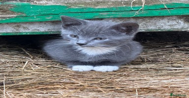 Siamese cats - Advert 12