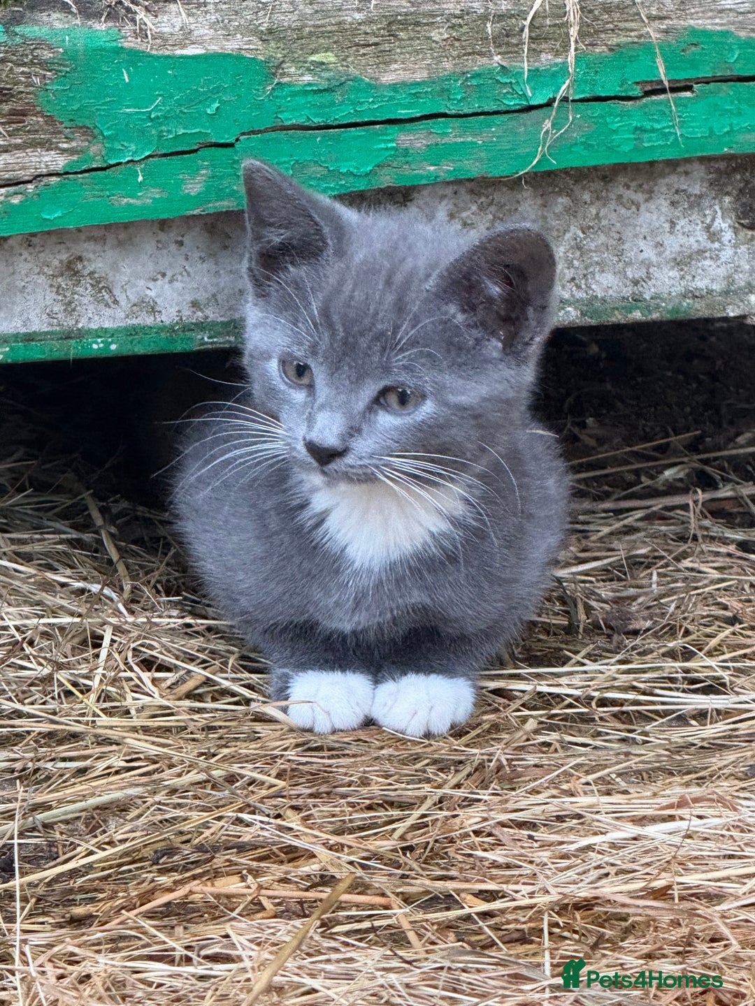 Siamese cats for sale: Stunning Siamese X Ragdoll kittens  - Image 3