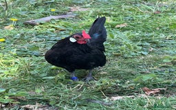 Chickens poultry for sale: Black Rosecomb Bantam pairs for sale  - Image 8