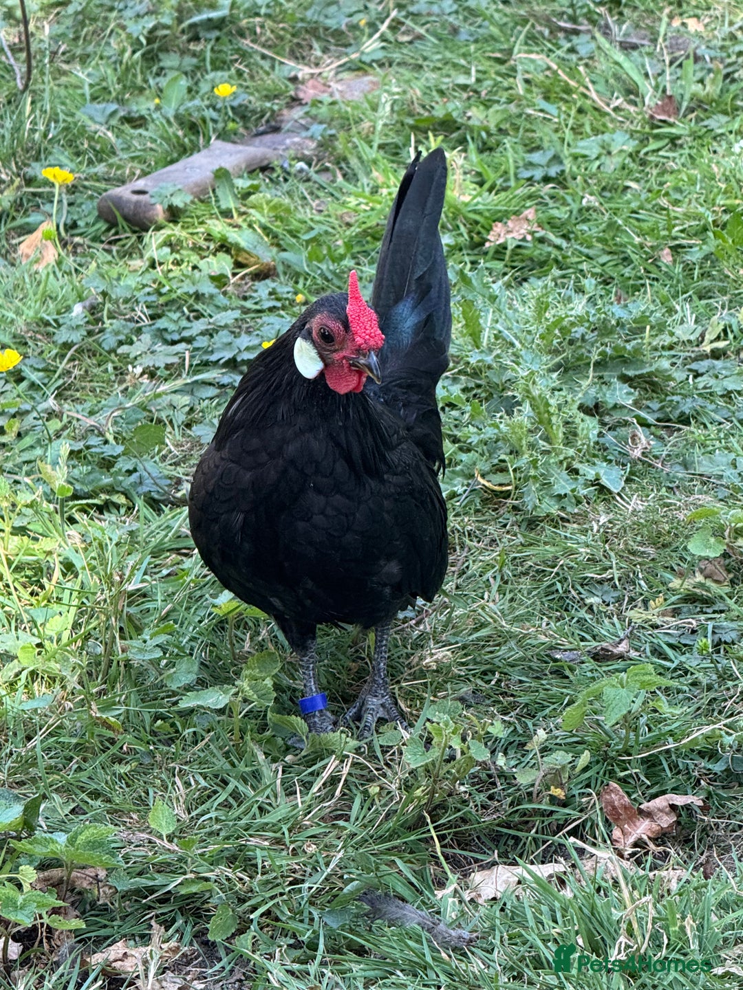 Chickens poultry for sale: Black Rosecomb Bantam pairs for sale  - Image 8