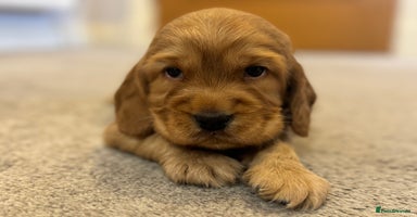 Cocker Spaniel dogs - Advert 8