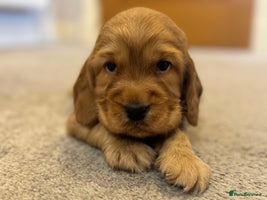 Cocker Spaniel dogs - Advert 3