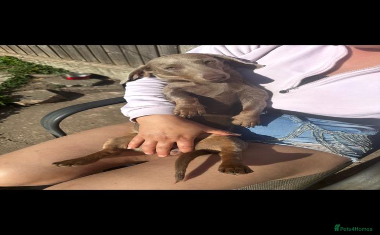 Miniature Dachshund dogs - Advert 3