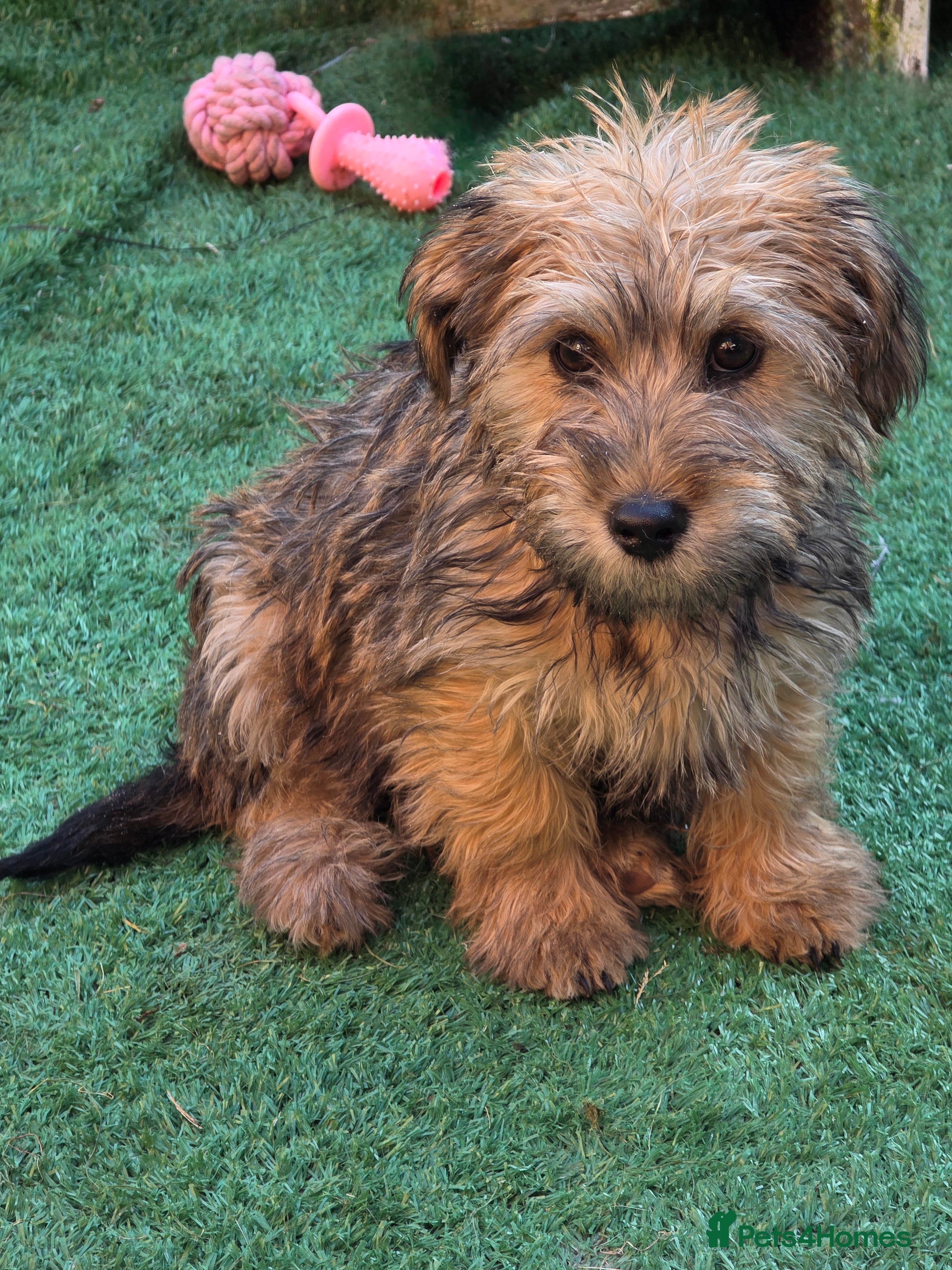 Shihpoo dogs Shihpoo female  - Advert 1