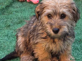 Shihpoo dogs Shihpoo female - Advert 2