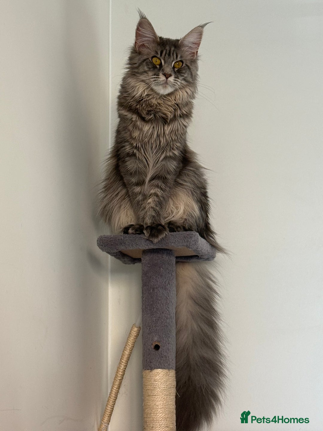 Maine Coon cats for sale: Maine coon kittens full breed xl dad blue/smoked  - Advert 2