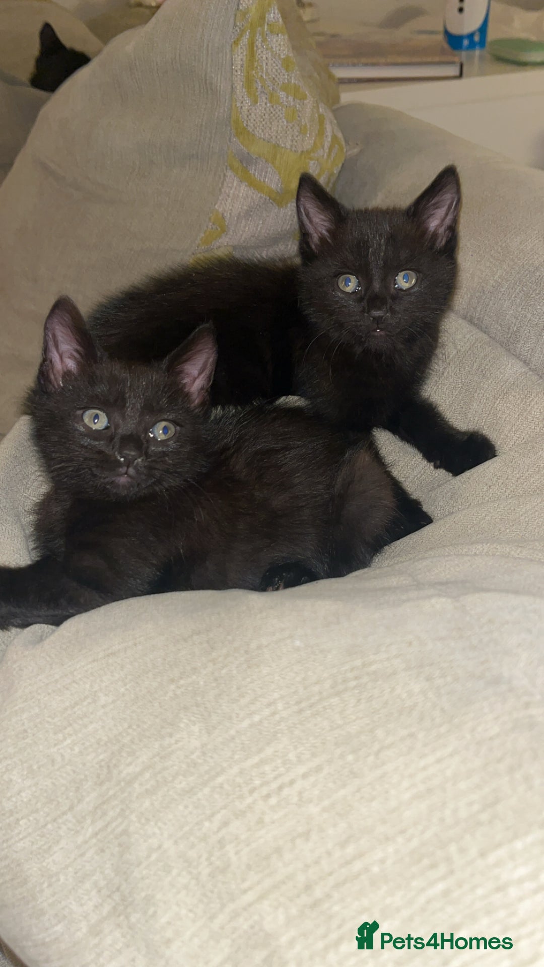 Domestic Shorthair cats for sale: Beautiful black kittens  - Advert 2