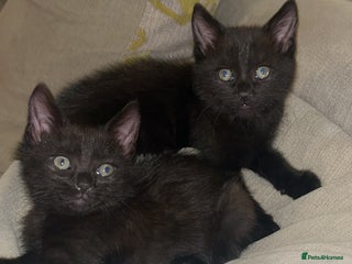 Domestic Shorthair cats Beautiful black kittens - Advert 4