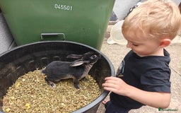 Rex rabbits for sale: Black Otter Mini Rex Buck in Droitwich - Image 25