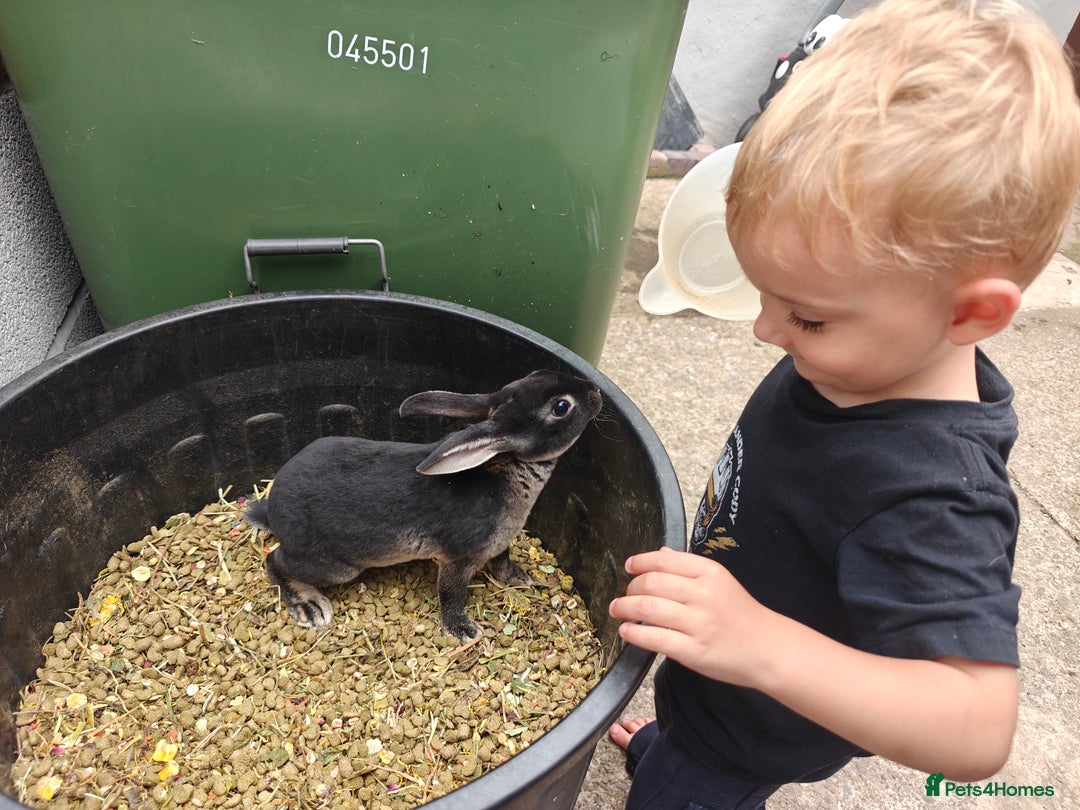 Rex rabbits for sale: Black Otter Mini Rex Buck in Droitwich - Image 25