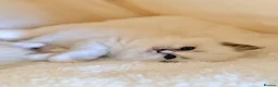 Ragdoll cats for sale: Champion pedigree Chucky Ragdoll babies  - Advert 17