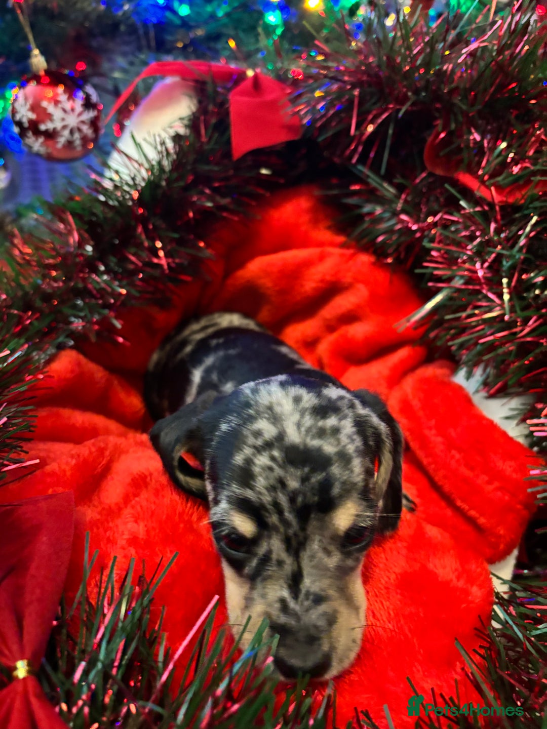 Miniature Dachshund dogs for sale: KC Registered Miniature dachshund  - Advert 14