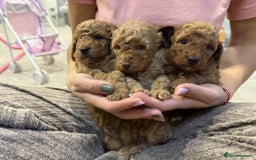 Cockapoo dogs for sale: Gorgeous fluffy Coockapoo puppies - Image 2