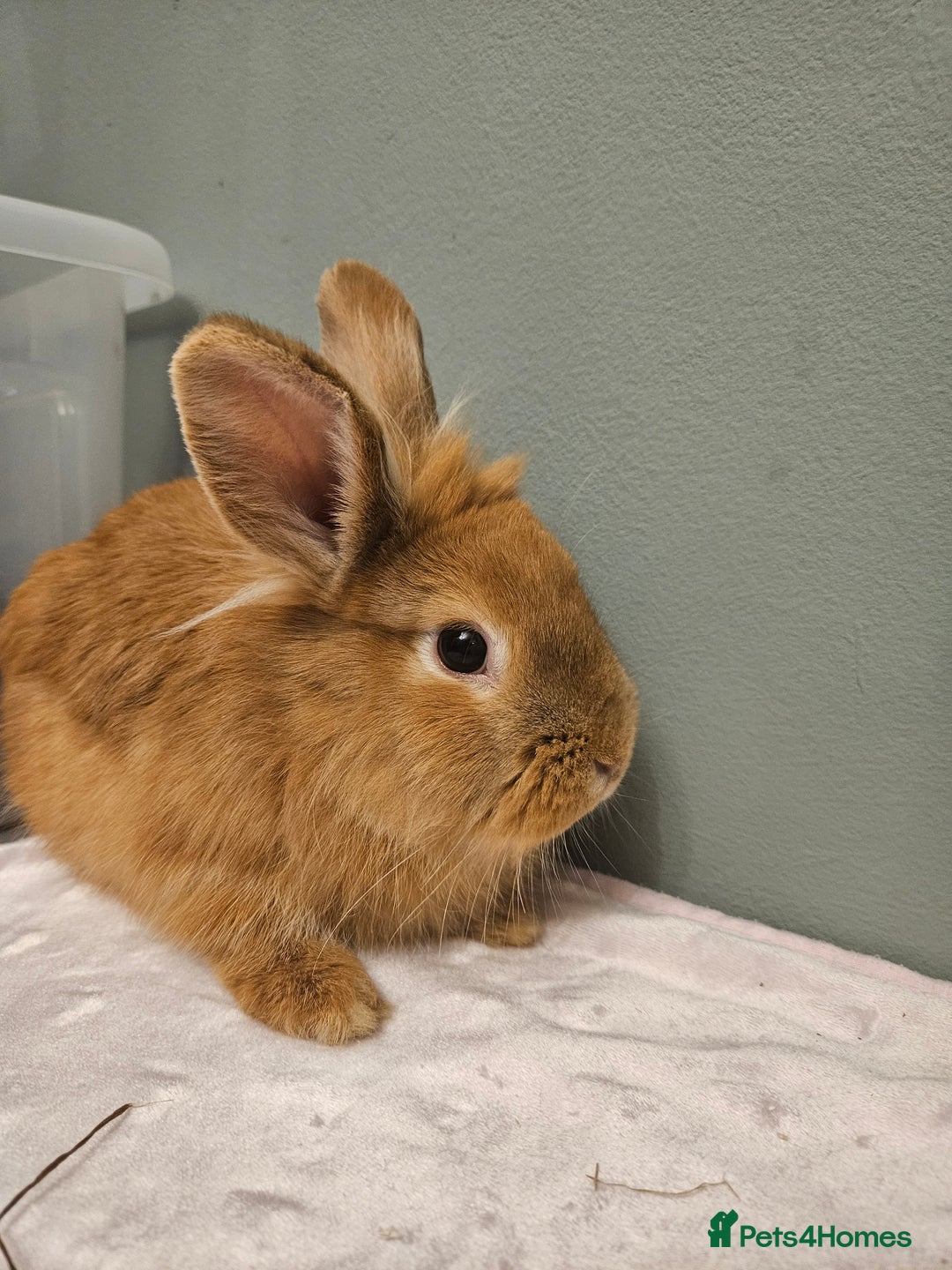 Lionhead rabbits for sale: Lion head x **2 left ready now - Advert 4