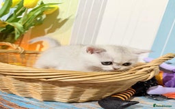 British Shorthair cats for sale: British Shorthair 🤍BOY🤍 - Image 2