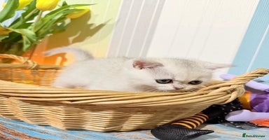British Shorthair cats - Advert 16