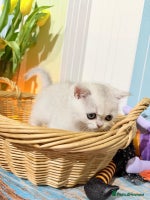 British Shorthair cats - Advert 16