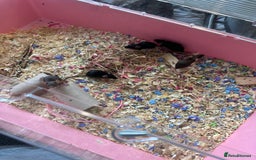 Mouse rodents for sale: Females fancy mice  - Image 2