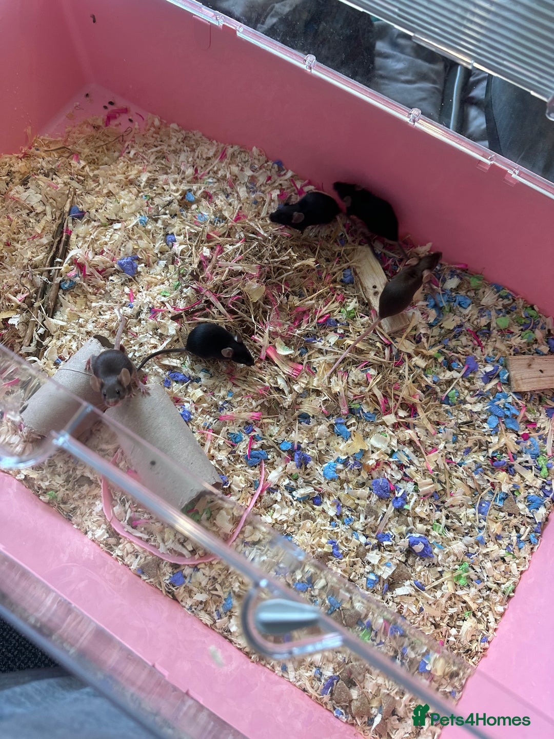 Mouse rodents for sale: Females fancy mice  - Image 2