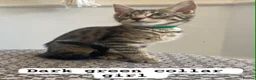 Mixed Breed cats for sale: Beautiful Bengal x Maine coone kittens  - Advert 7