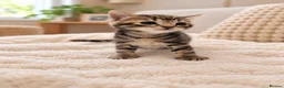 Mixed Breed cats for sale: Beautiful tabby kittens - Advert 5