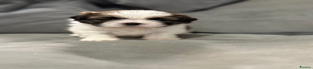 Shih Tzu Puppy 1