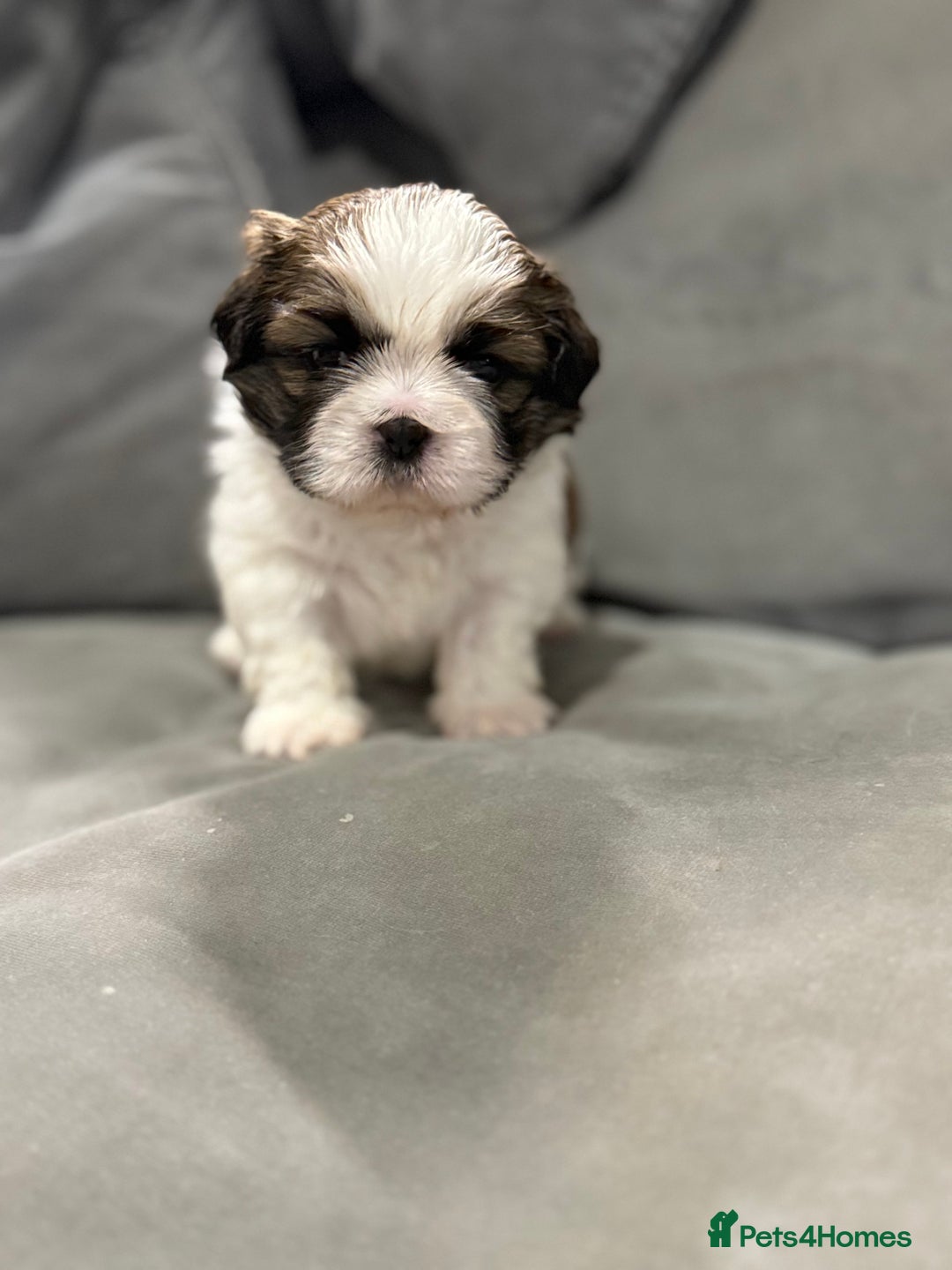 Shih Tzu dogs for sale: Shih Tzu puppies - Image 3