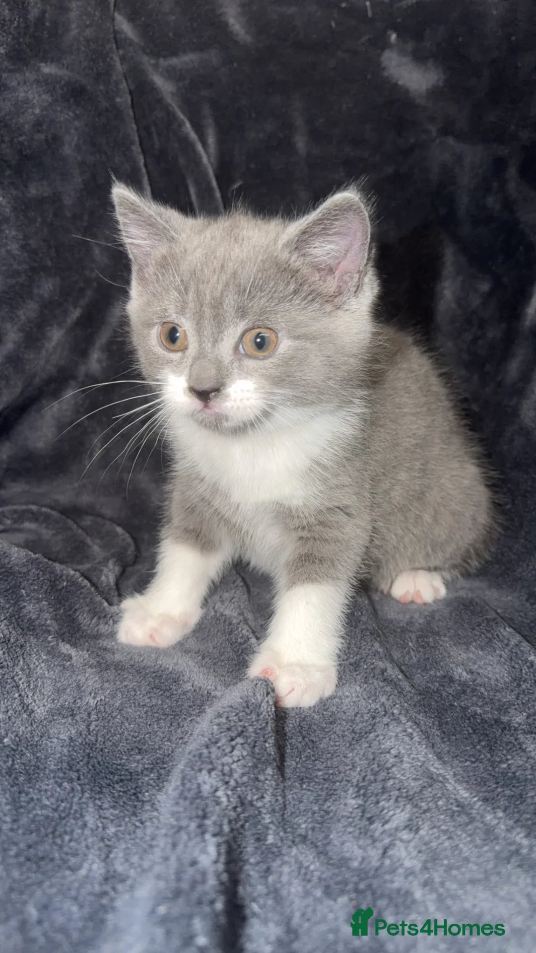 Mixed Breed cats for sale: Persian blue Russian & Tabby - Advert 24