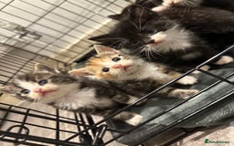 Domestic Shorthair cats for sale: Kittens - Image 11
