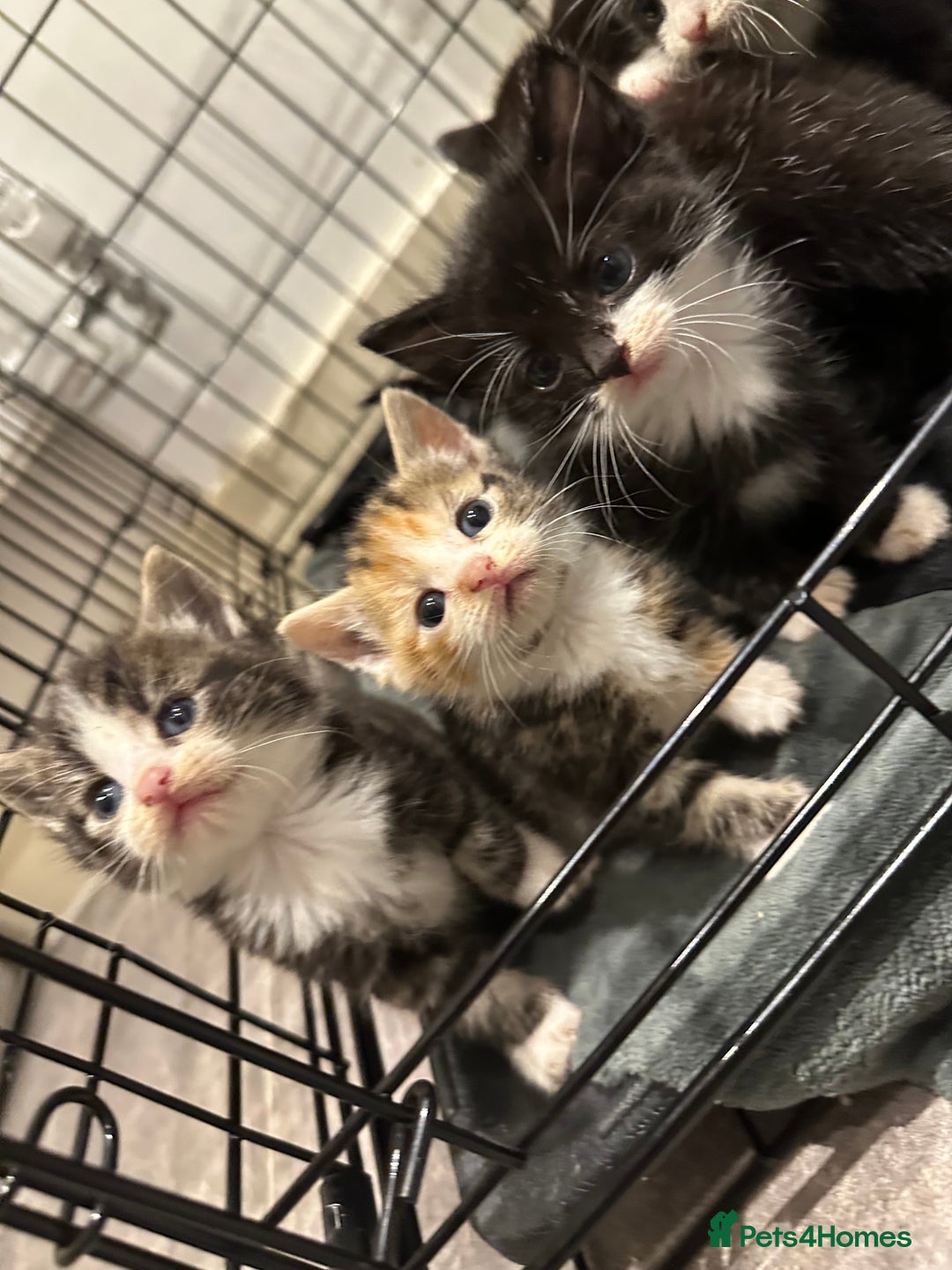Domestic Shorthair cats for sale: Kittens - Image 11