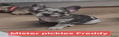 French Bulldog Puppy 2