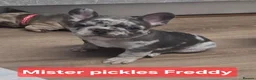 French Bulldog dogs for sale: French bulldogs  Last girl  - Advert 31