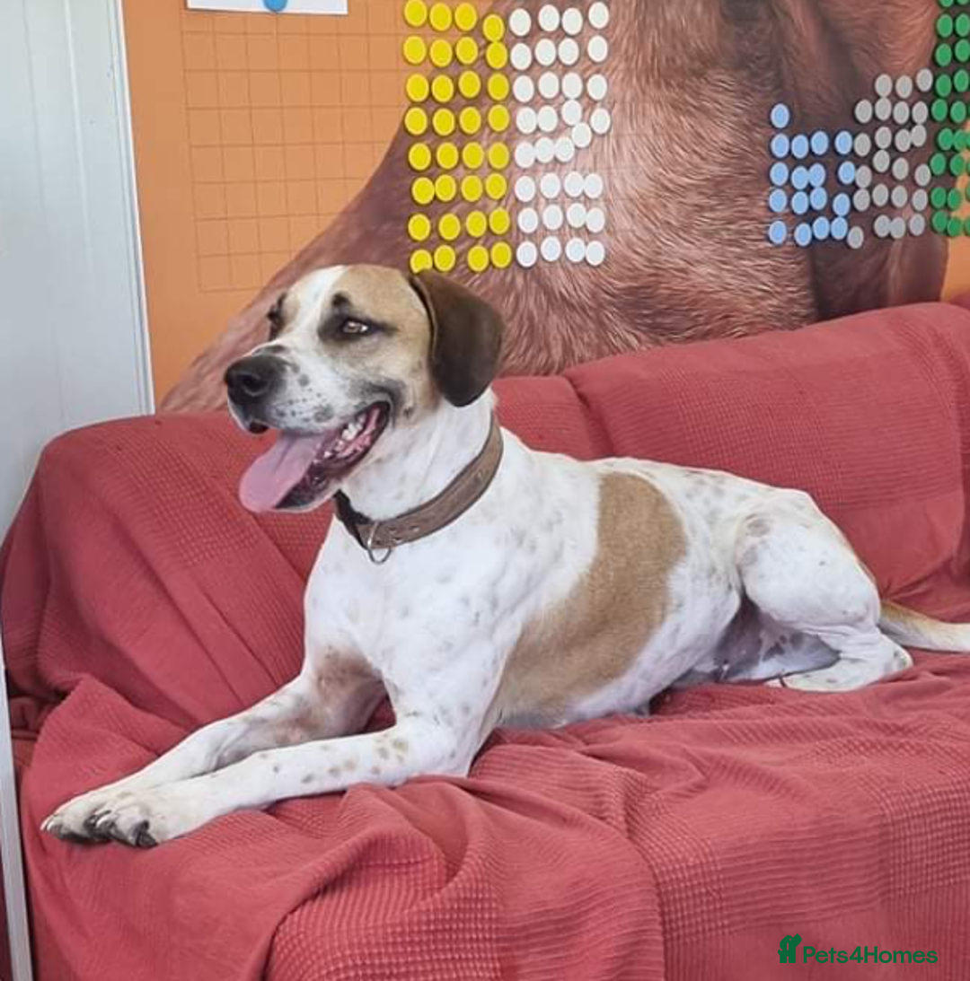 Pointer dogs for adoption: Jeffrey - gentle giant seeks forever cuddles! - Image 3