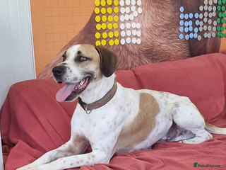Pointer dogs - Advert 8