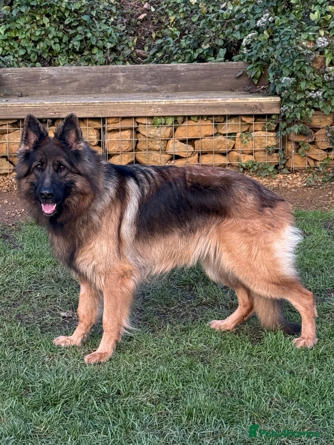 German Shepherd dogs for sale: The Tremendous Tacho - Advert 4