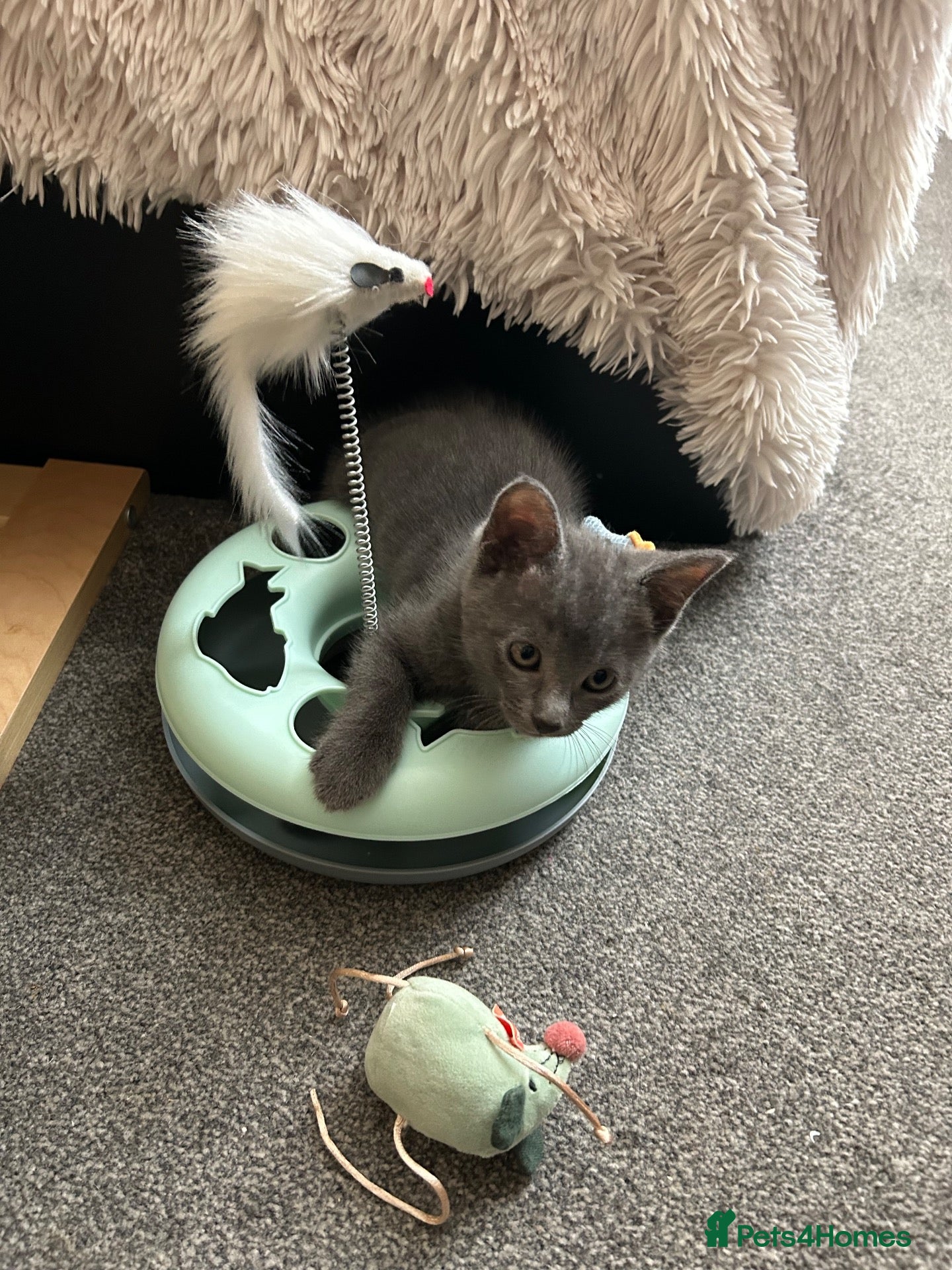 Mixed Breed cats Adorable kittens - Advert 5