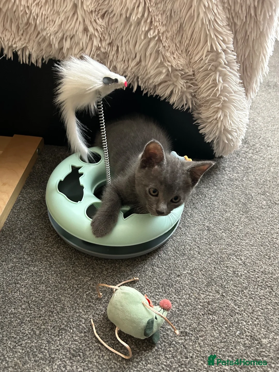 Mixed Breed cats for sale: Adorable kittens in Enfield - Advert 1