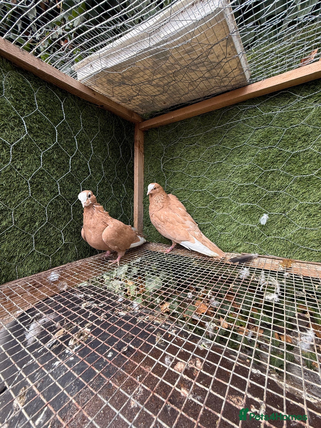 Doves birds for sale: Syrian pigeons for sale - Image 8