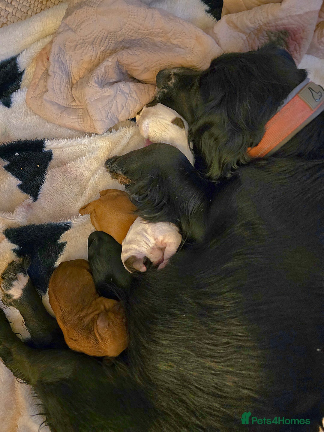 Cocker Spaniel dogs for sale: Cocker spaniel pups - Advert 2