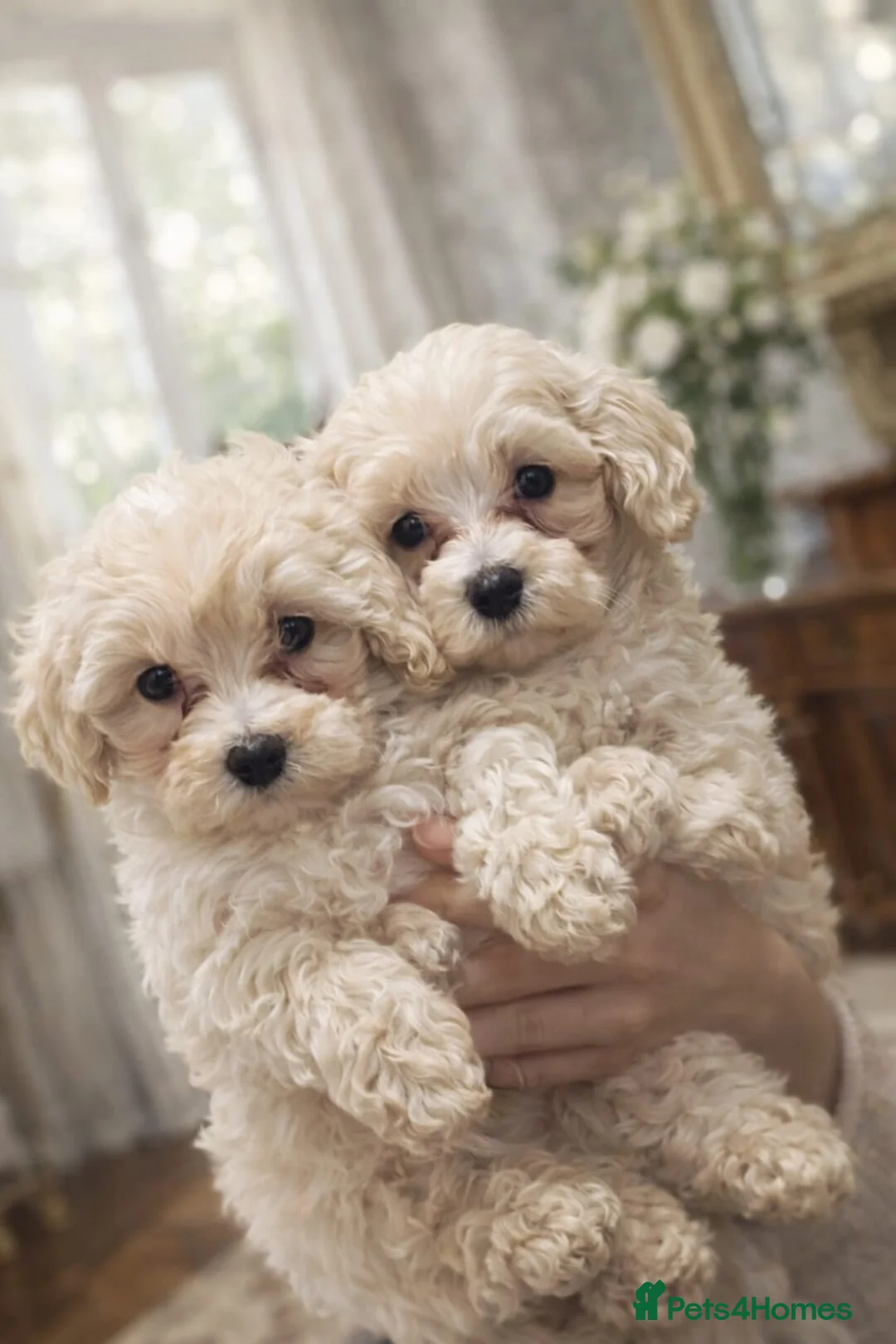 Maltipoo dogs for sale:  GorgeousKorean Maltese puppy 🐶 - Advert 1