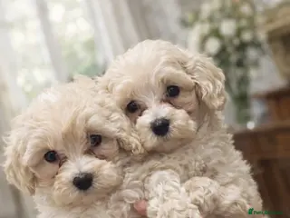 Maltipoo dogs GorgeousKorean Maltese puppy 🐶 - Advert 1