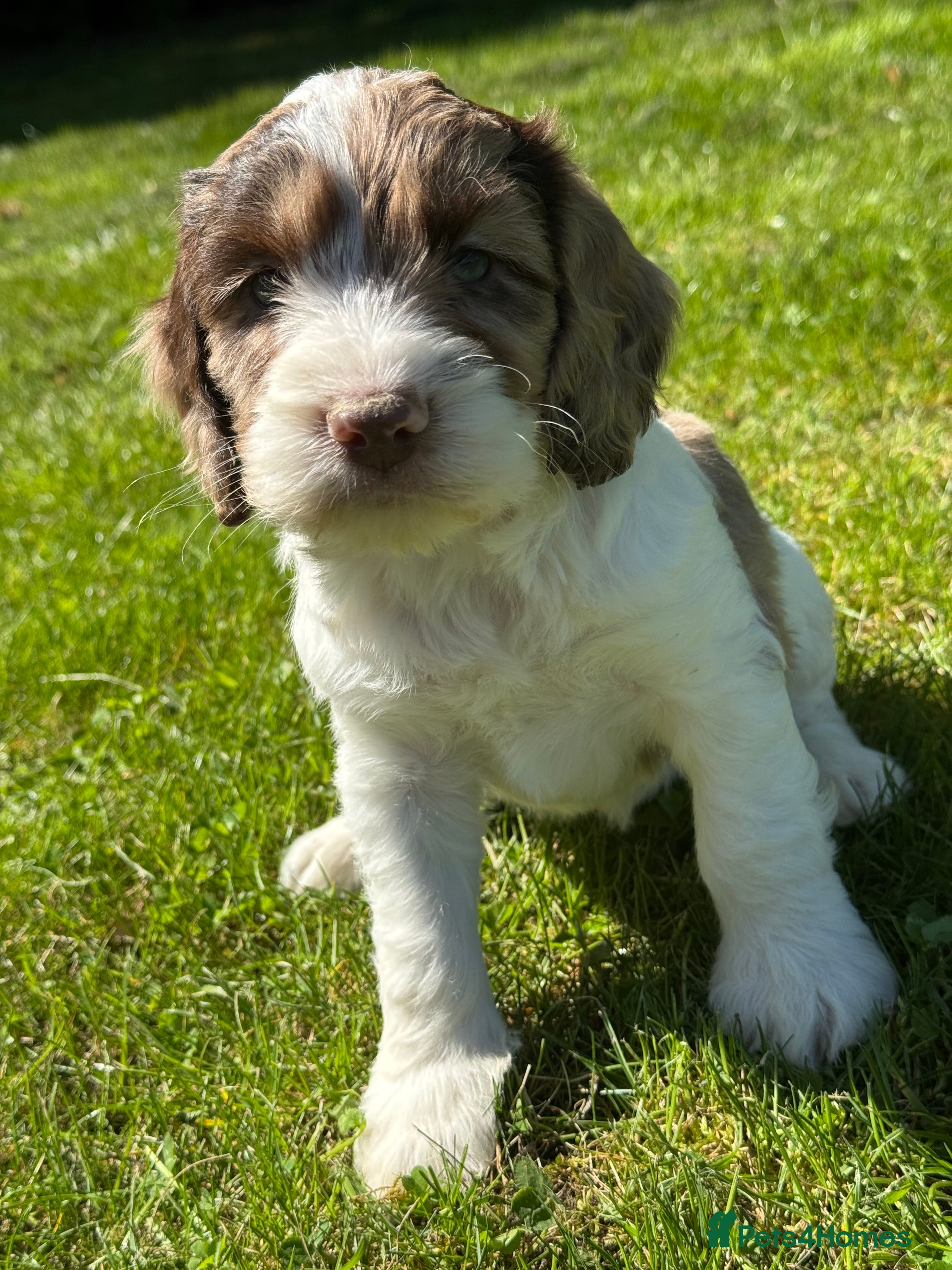 Cockapoo dogs BEAUTIUFL MIXED LITTER OF F1 COCKERPOOS - Advert 2