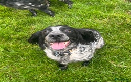 Sprocker dogs for sale: Sprocker puppies for sale   - Image 11
