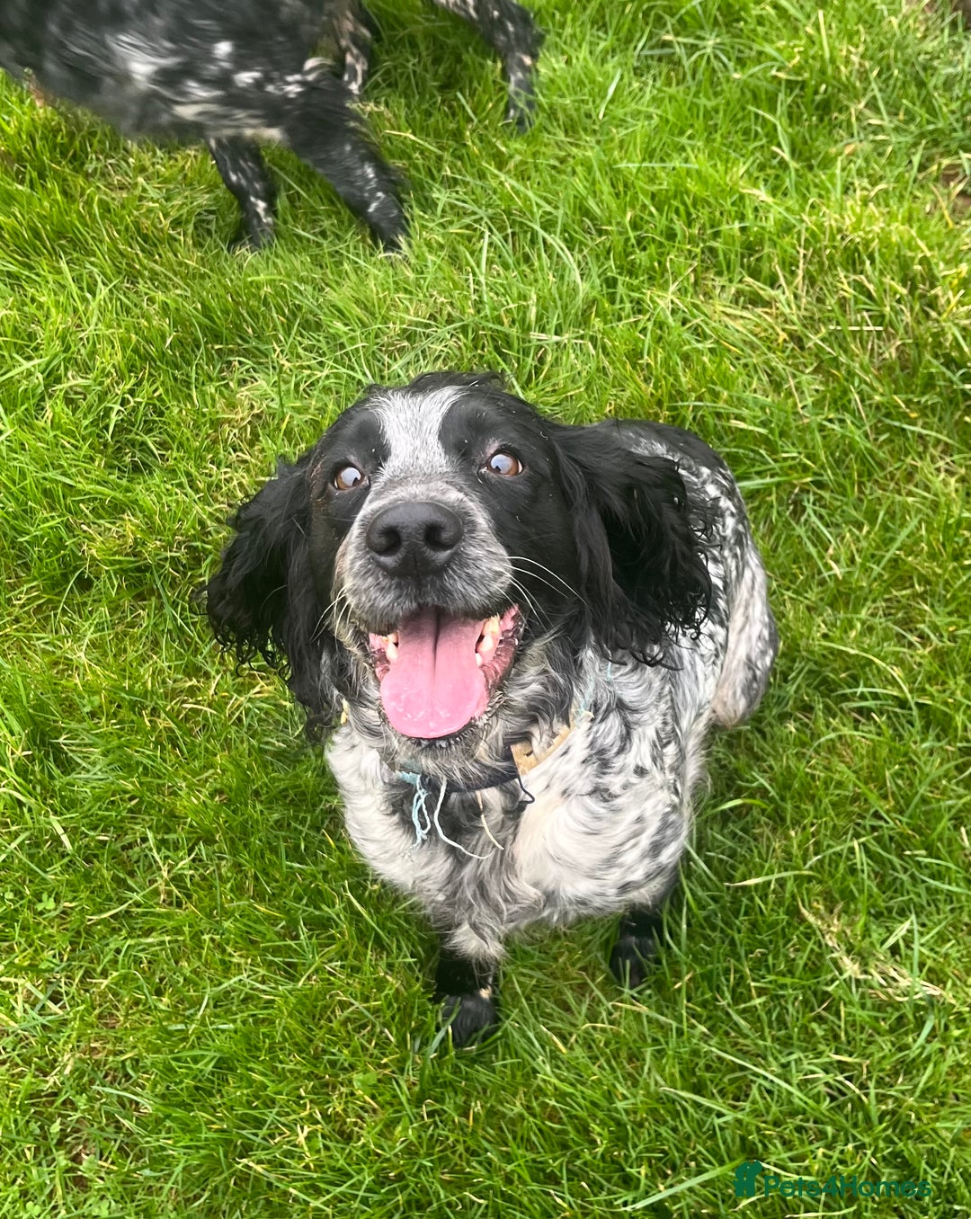 Sprocker dogs for sale: Sprocker puppies for sale   - Image 11