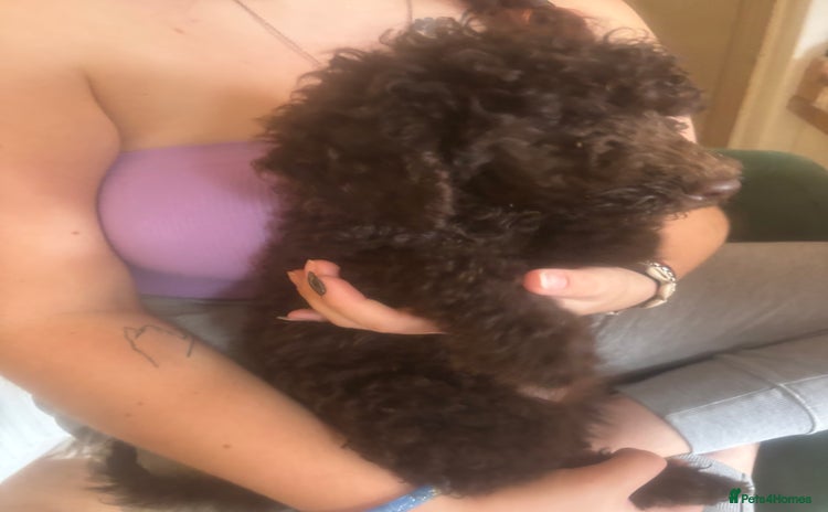 Standard Poodle dogs - Advert 5
