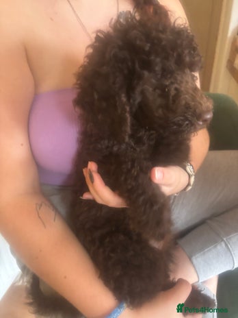 Standard Poodle dogs - Advert 5