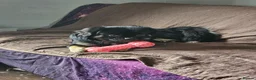 Mixed Breed dogs for sale: Lovely boy in need of a forever home  - Advert 5
