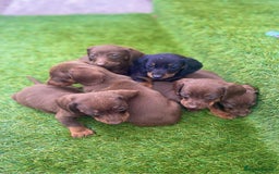 Miniature Dachshund dogs for sale: Miniature daschunds - Image 14