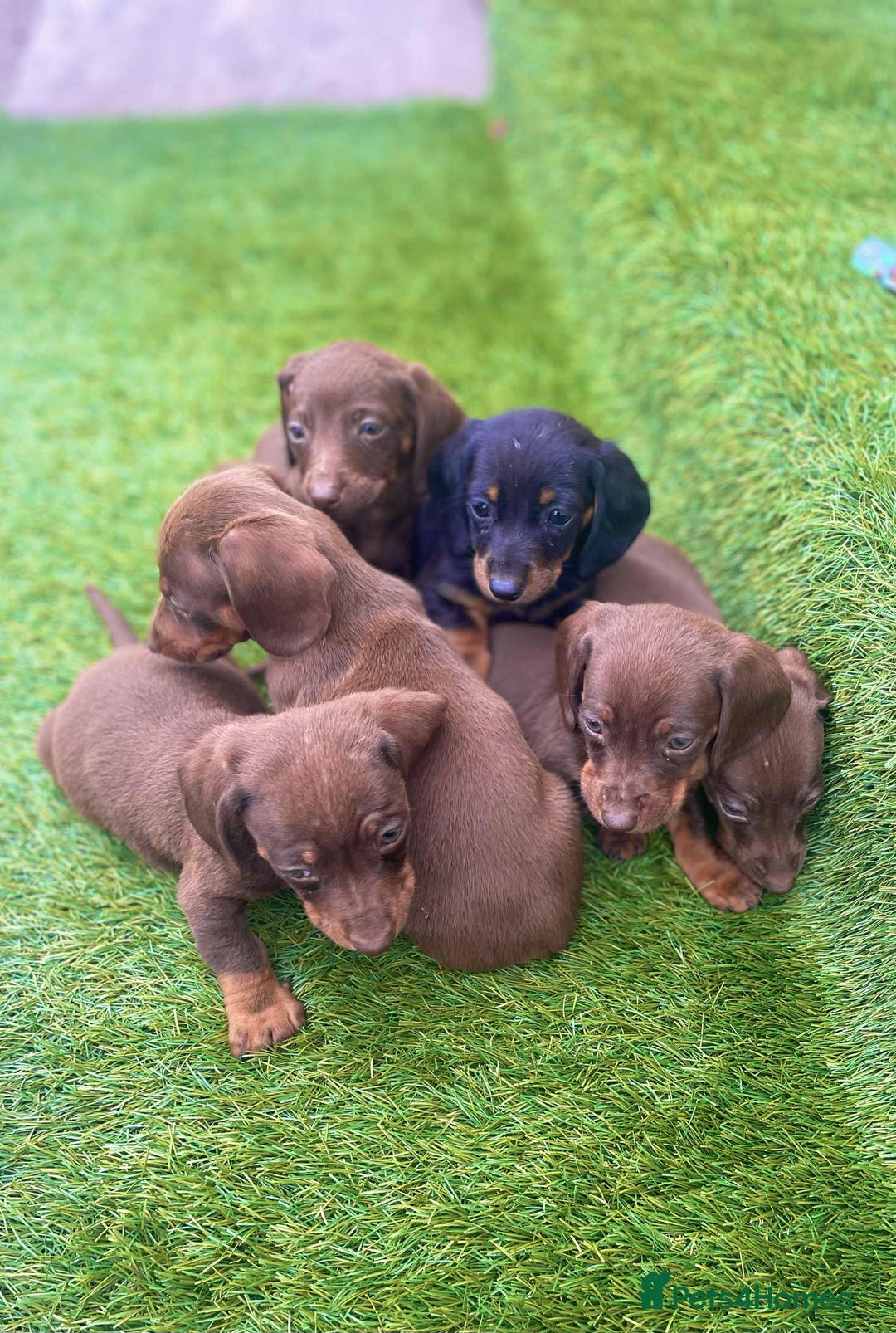 Miniature Dachshund dogs for sale: Miniature daschunds - Image 14